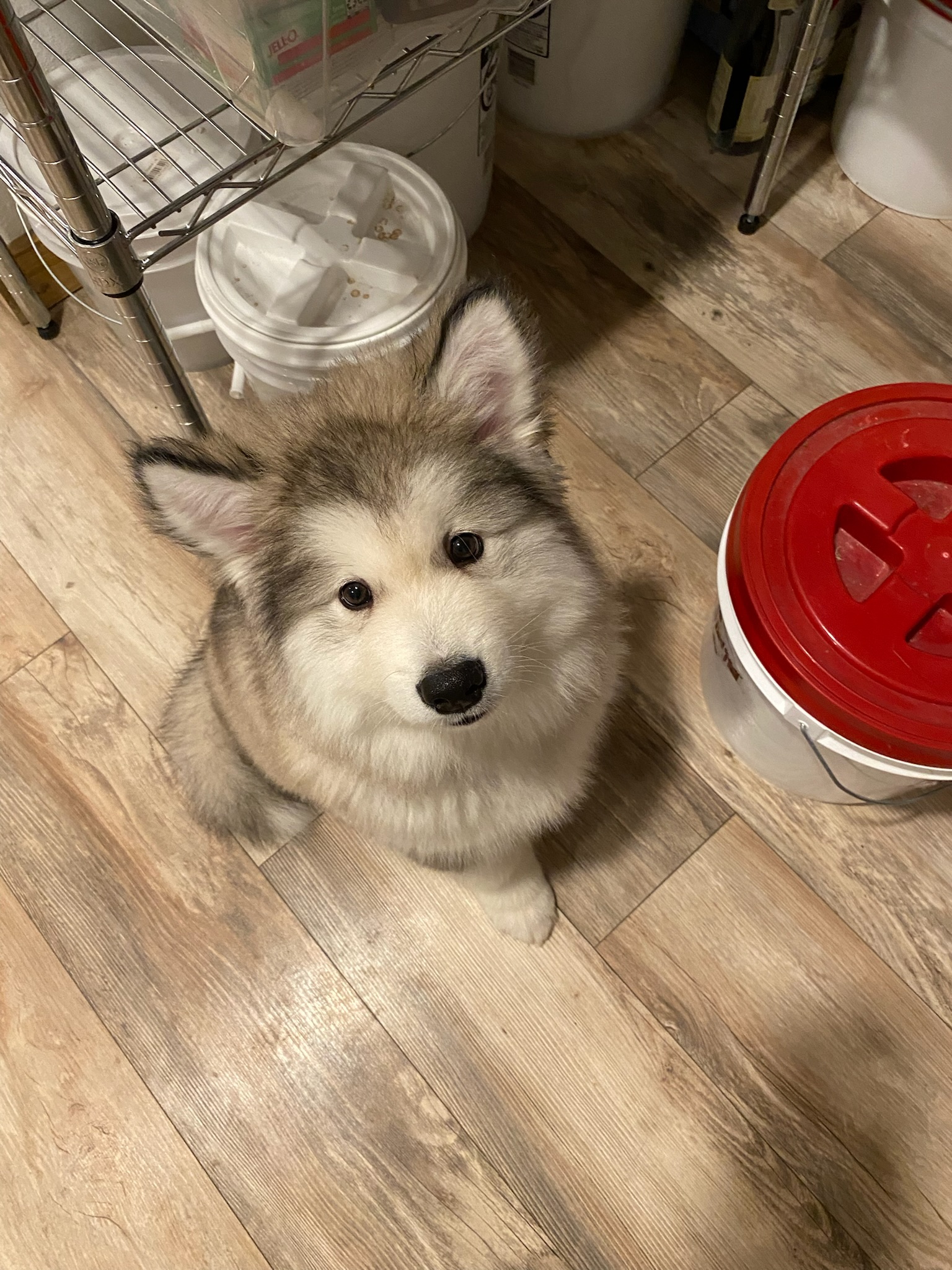 Montana Malamutes breeding program Arkyn as puppy