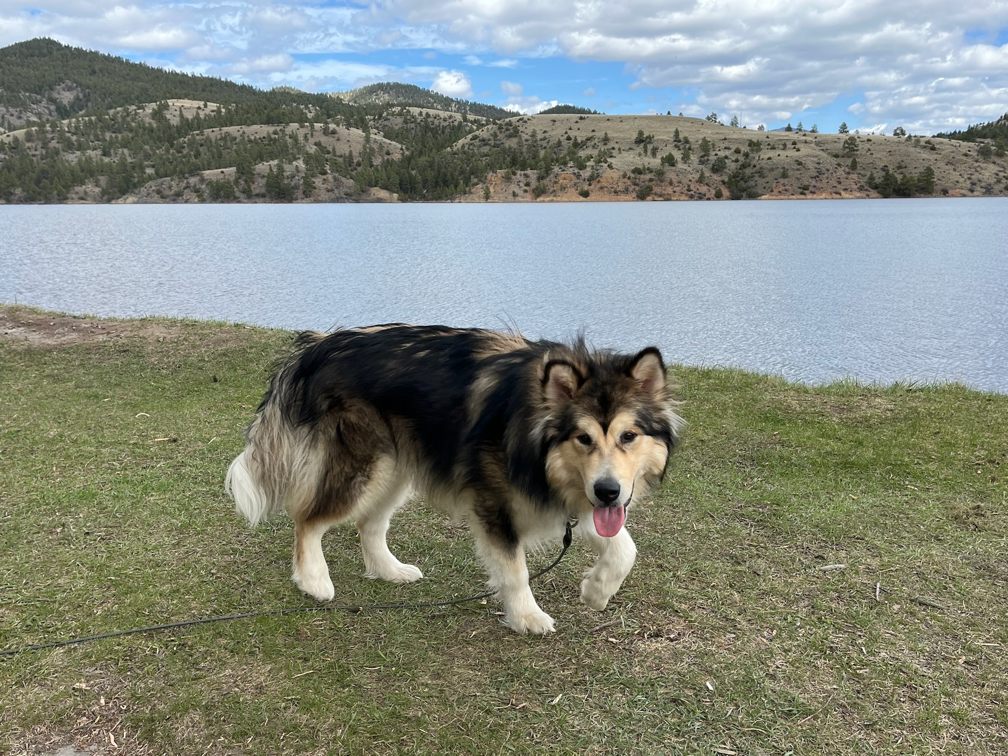 Montana Malamutes for sale for families.