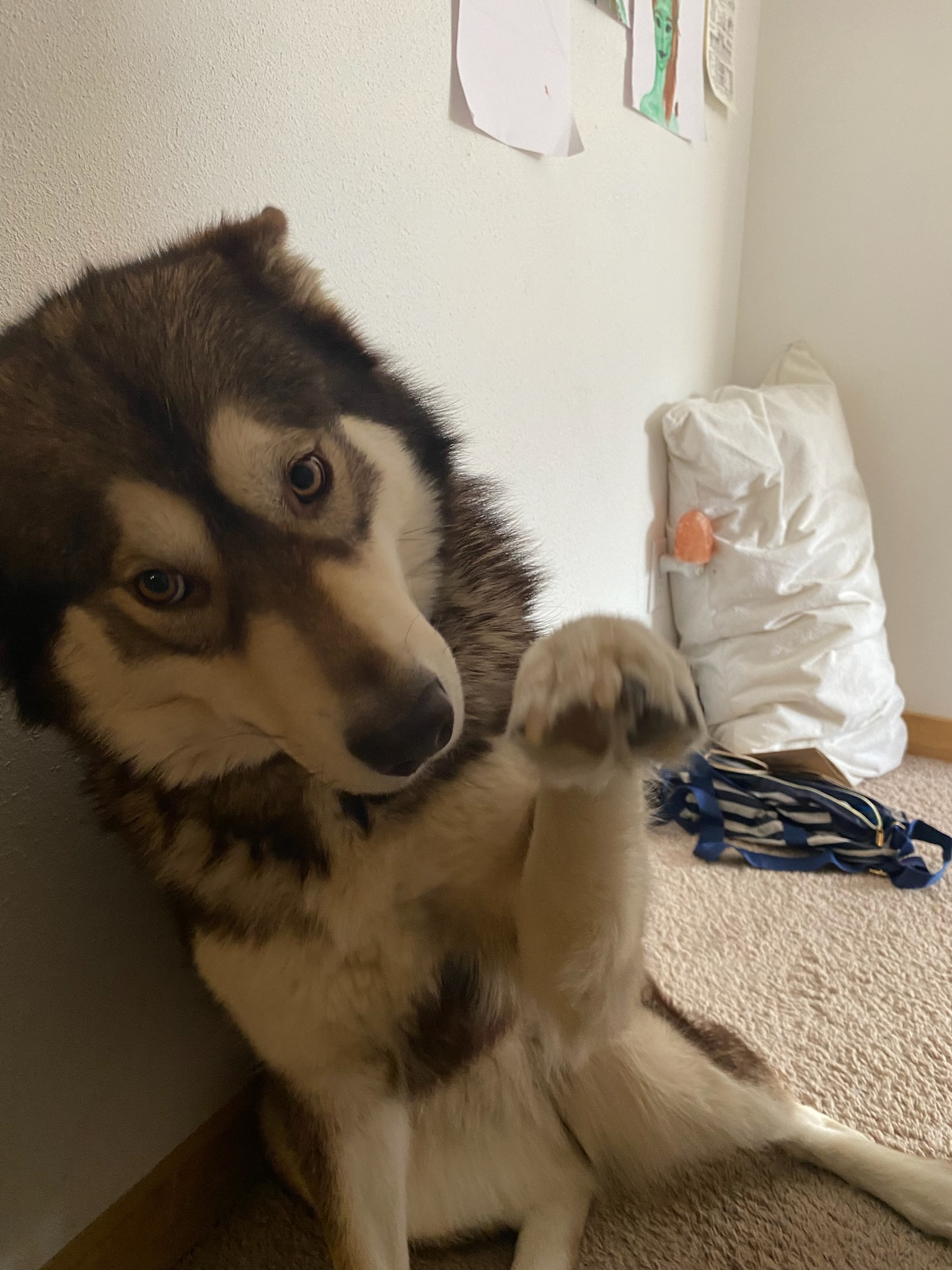 Montana Malamutes breeding program Kyira, our puppy mom