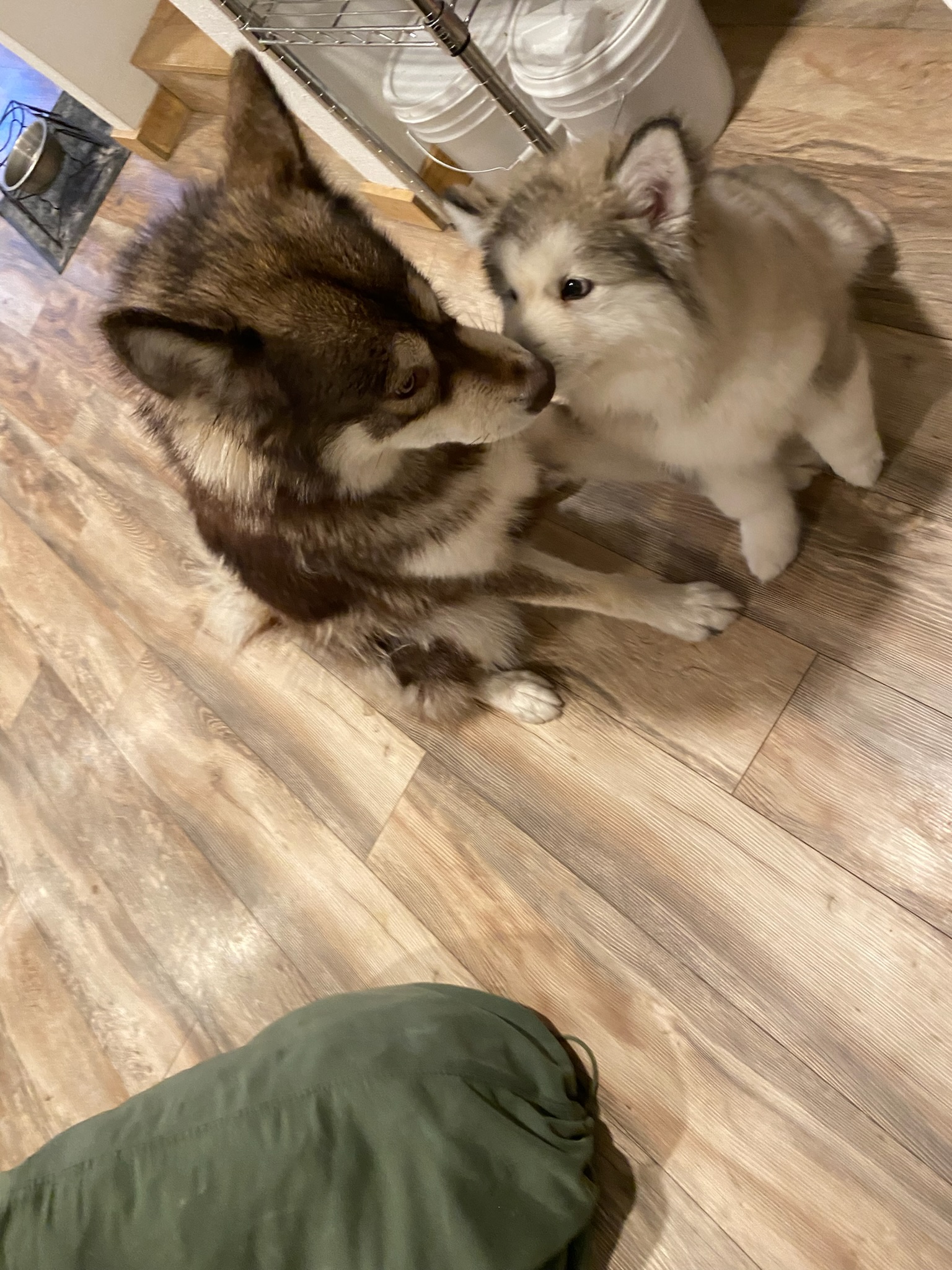 Helena Montana Malamutes for sale puppies Kyira and Arkyn family for sale